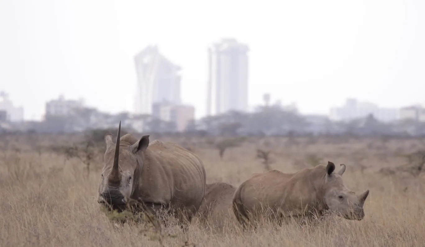 Kenya — African Citril Safaris