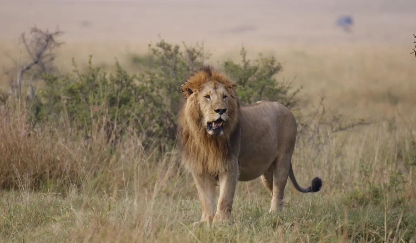 Tanzania — African Citril Safaris